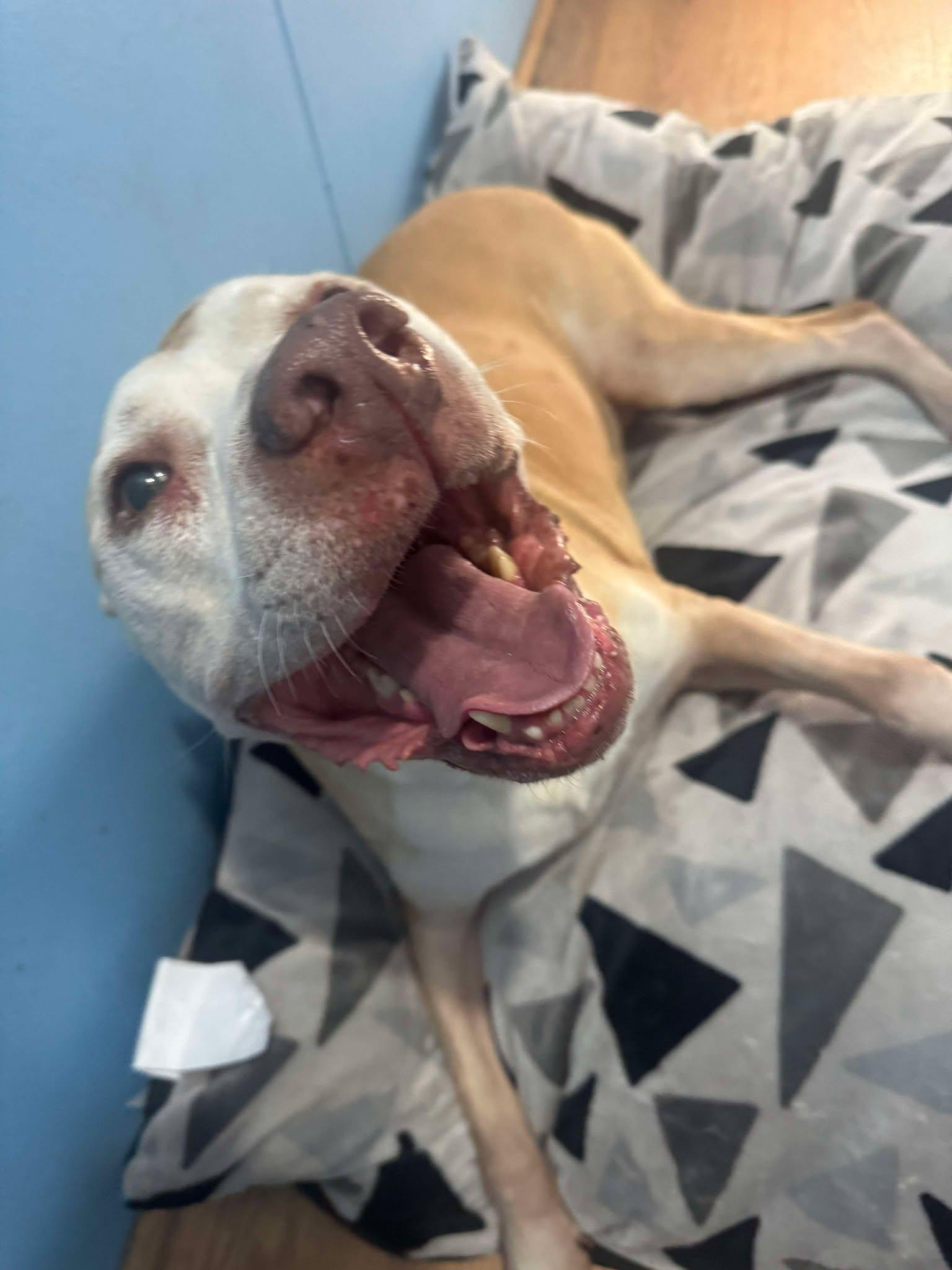 Enlarge Stella, a Adoptable mixed breed in RYE, CO image 5/5