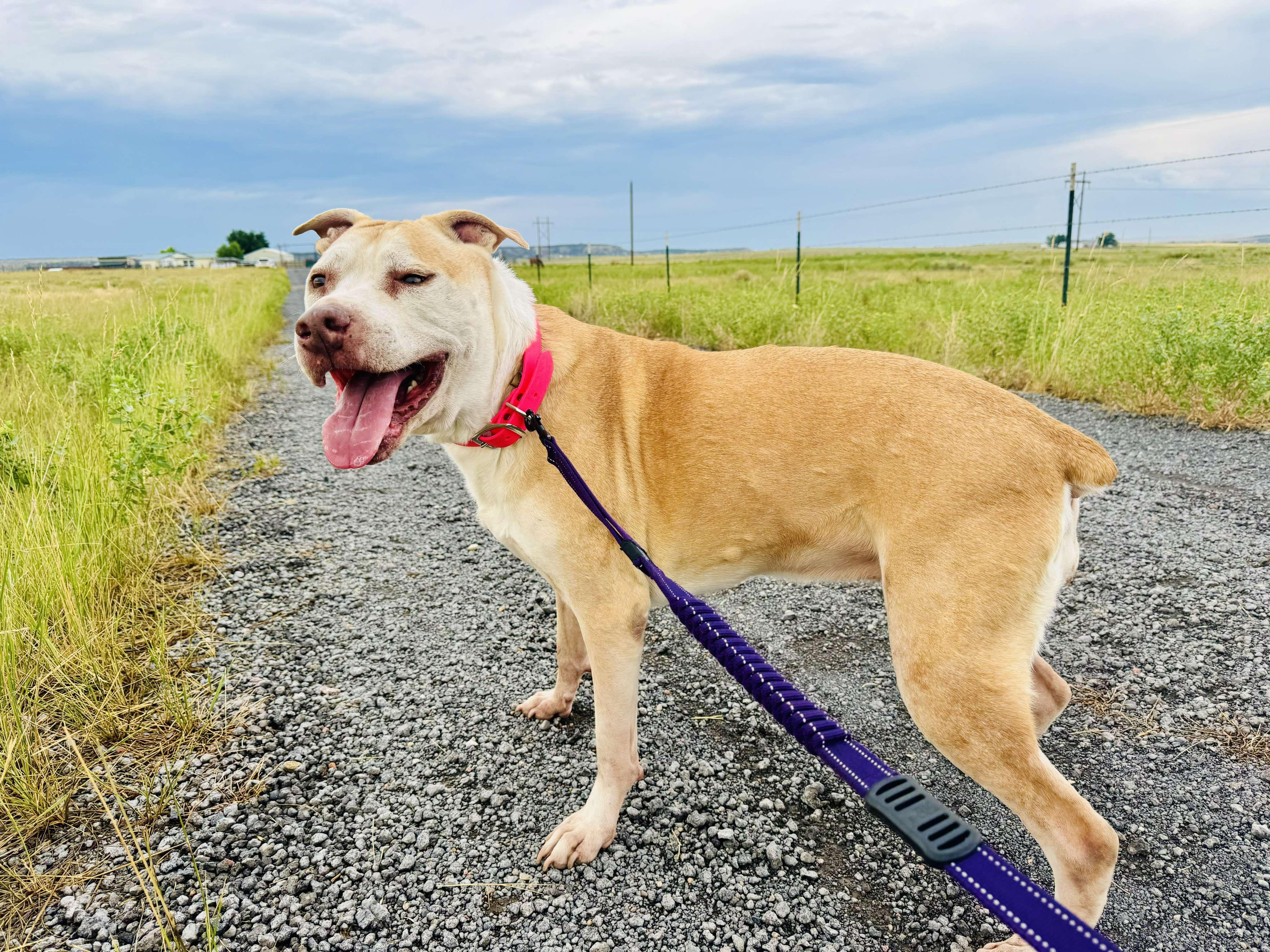 Stella, Adoptable, Senior Female American Staffordshire Terrier.