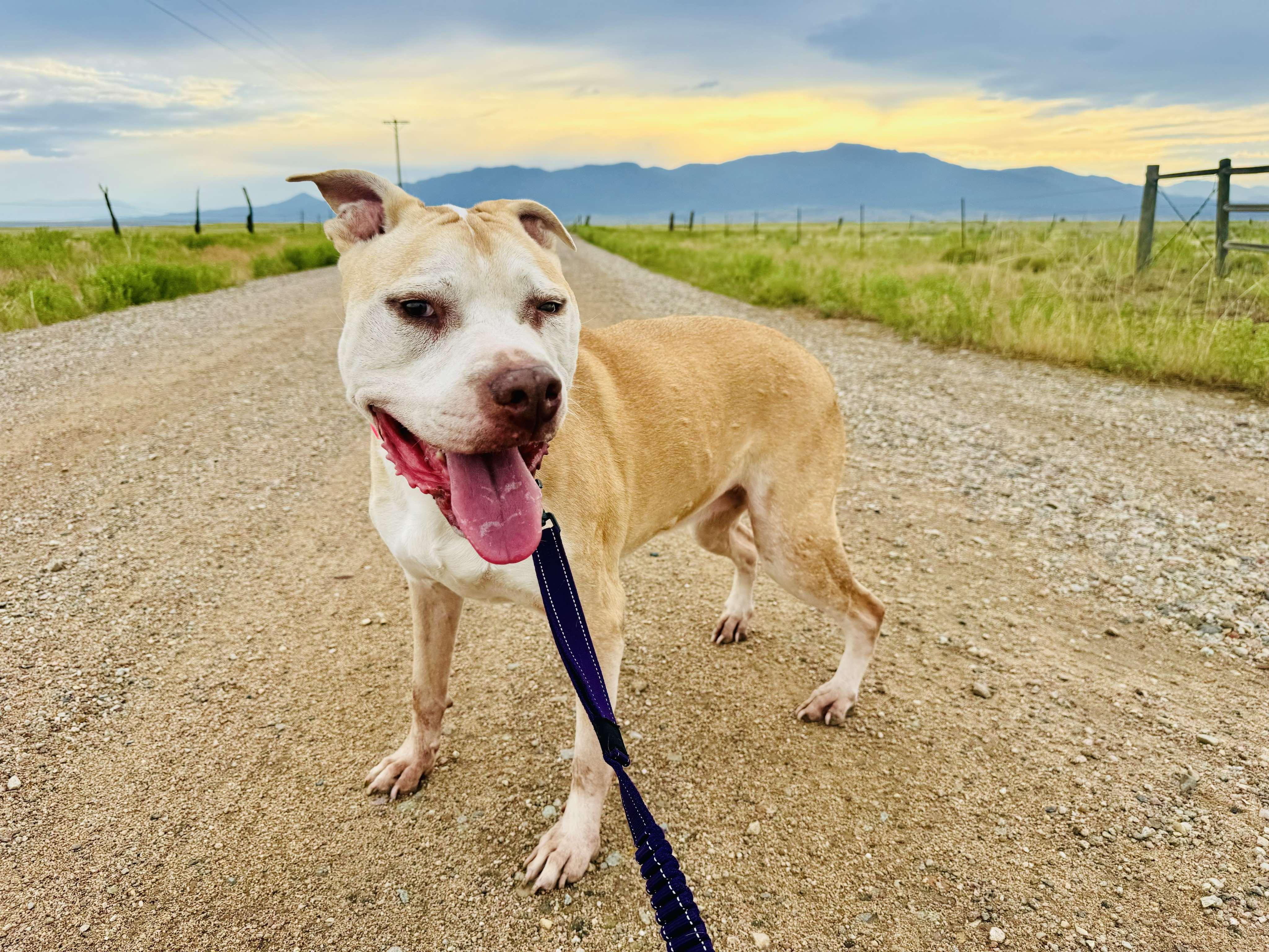 Enlarge Stella, a Adoptable mixed breed in RYE, CO image 3/5
