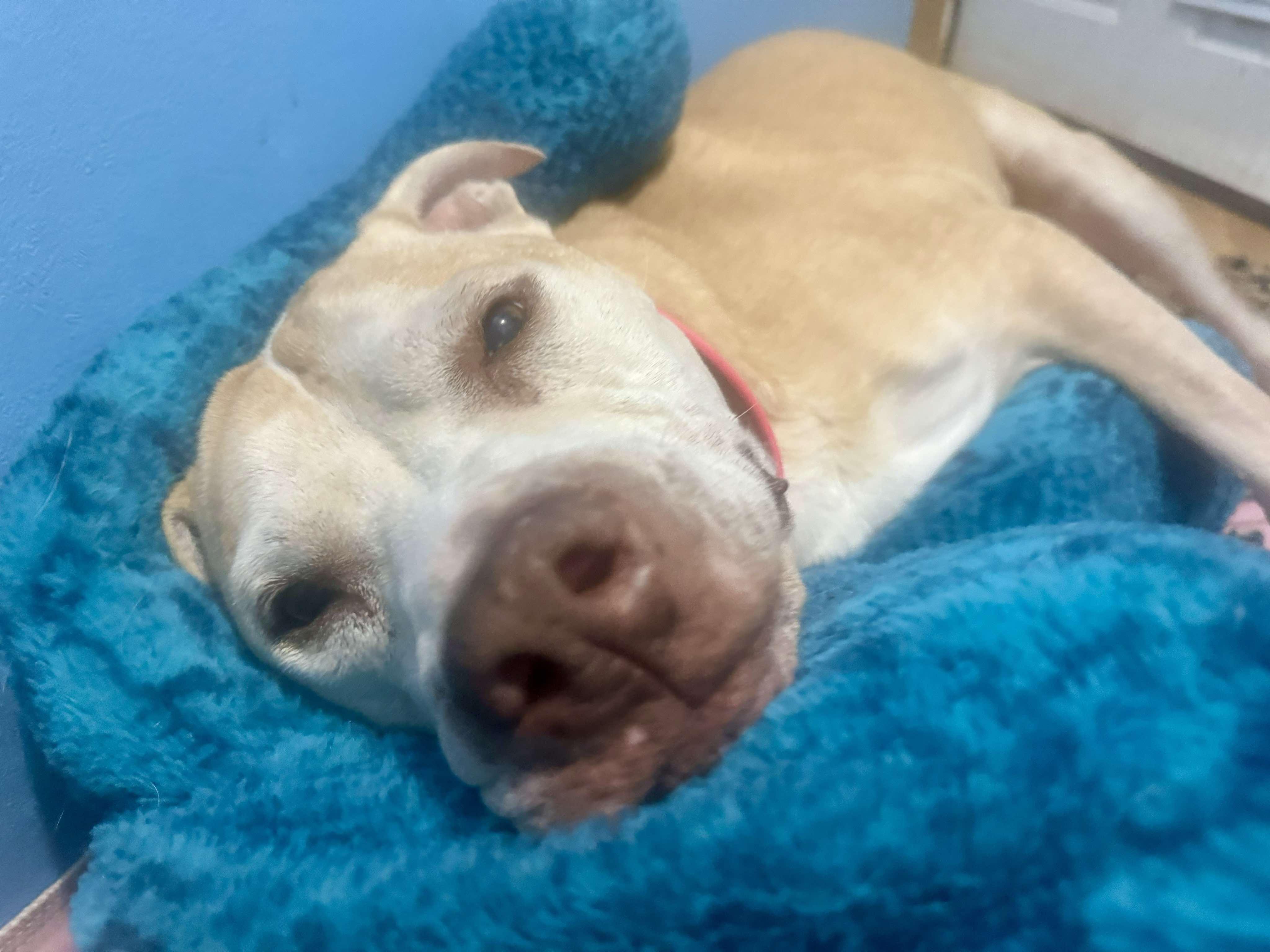 Enlarge Stella, a Adoptable mixed breed in RYE, CO image 2/5