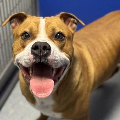 25-01774 NALA , ADOPTABLE, Adult Female Pit Bull Terrier.