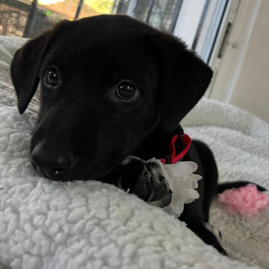 Maya — thumbnail 2