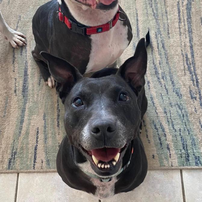 Enlarge Muni, a Adoptable Pit Bull Terrier in Sarasota, FL image 1/6