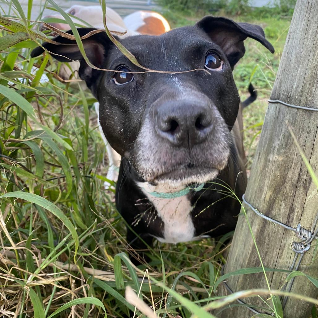 Enlarge Muni, a Adoptable Pit Bull Terrier in Sarasota, FL image 2/6