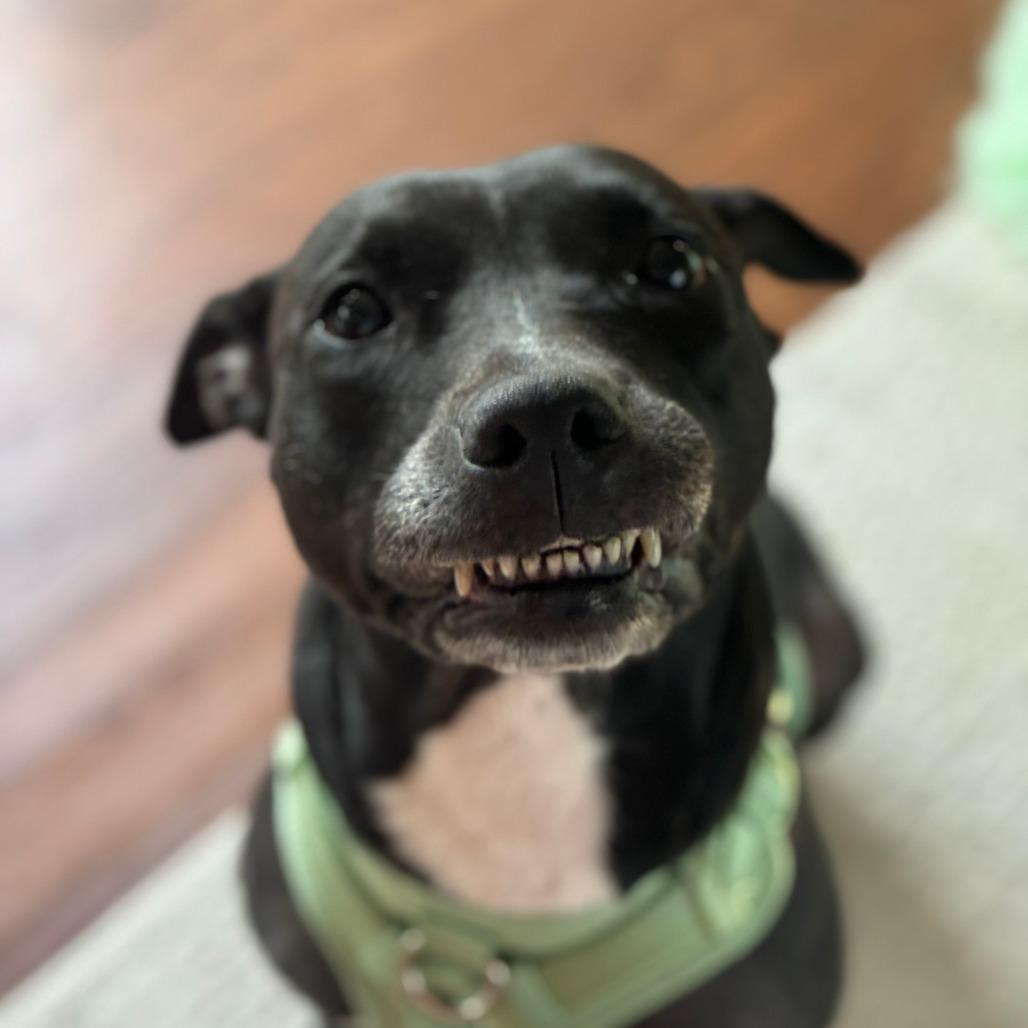 Enlarge Muni, a Adoptable Pit Bull Terrier in Sarasota, FL image 3/6