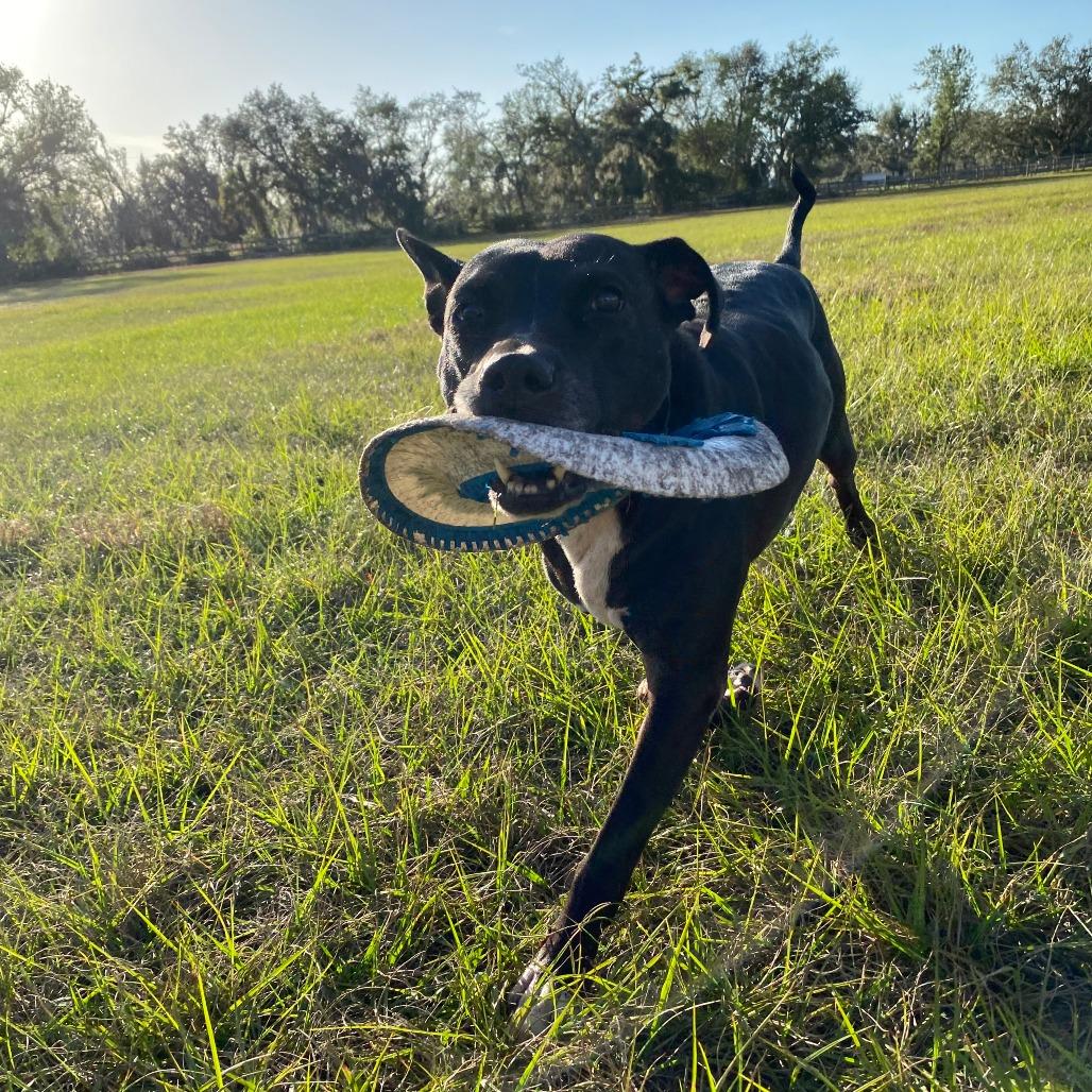 Enlarge Muni, a Adoptable Pit Bull Terrier in Sarasota, FL image 4/6