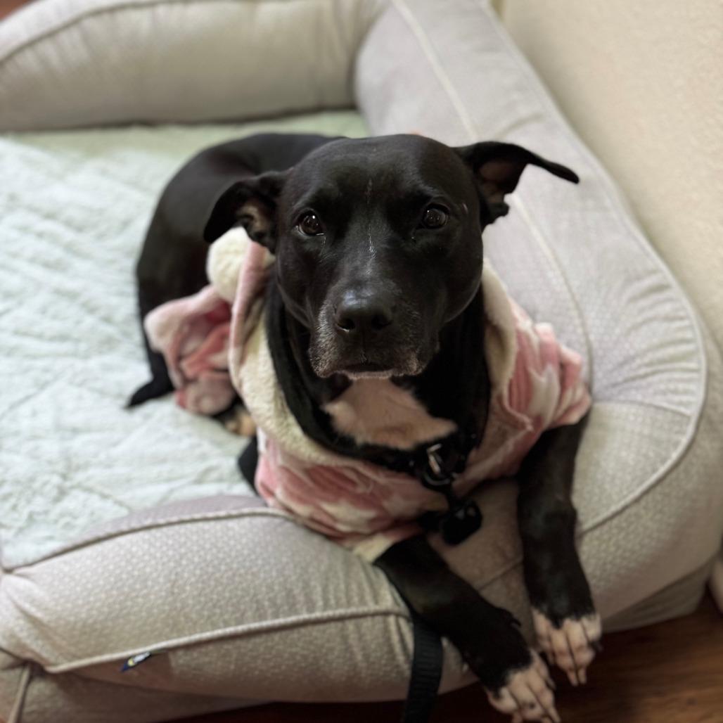 Enlarge Muni, a Adoptable Pit Bull Terrier in Sarasota, FL image 5/6