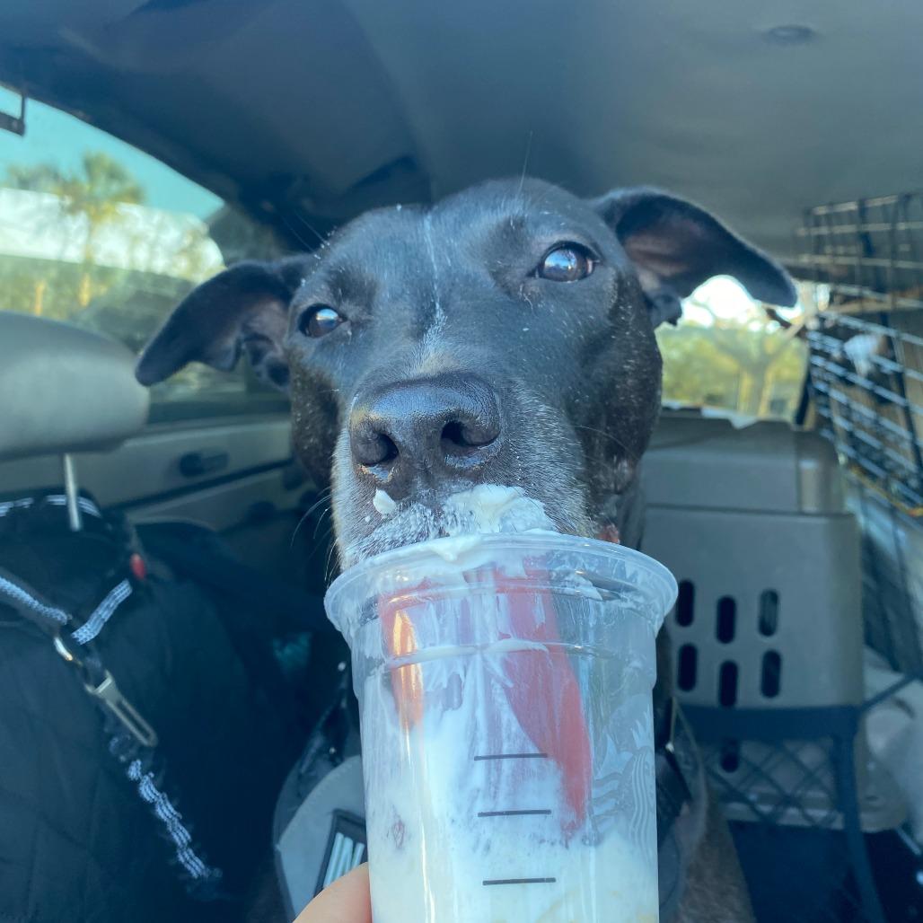 Enlarge Muni, a Adoptable Pit Bull Terrier in Sarasota, FL image 6/6