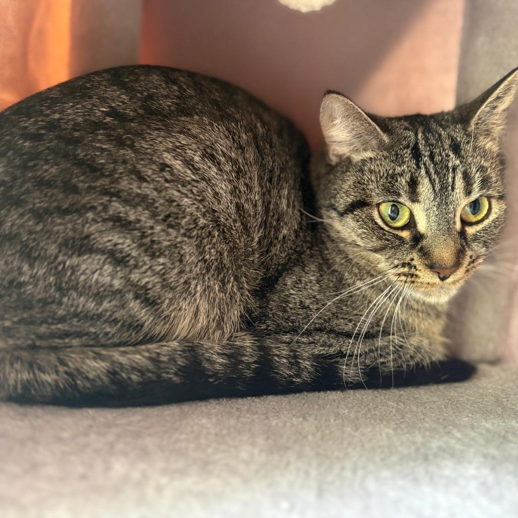 Enlarge Missy, a Adoptable Domestic Short Hair in Bedford, NH image 1/3