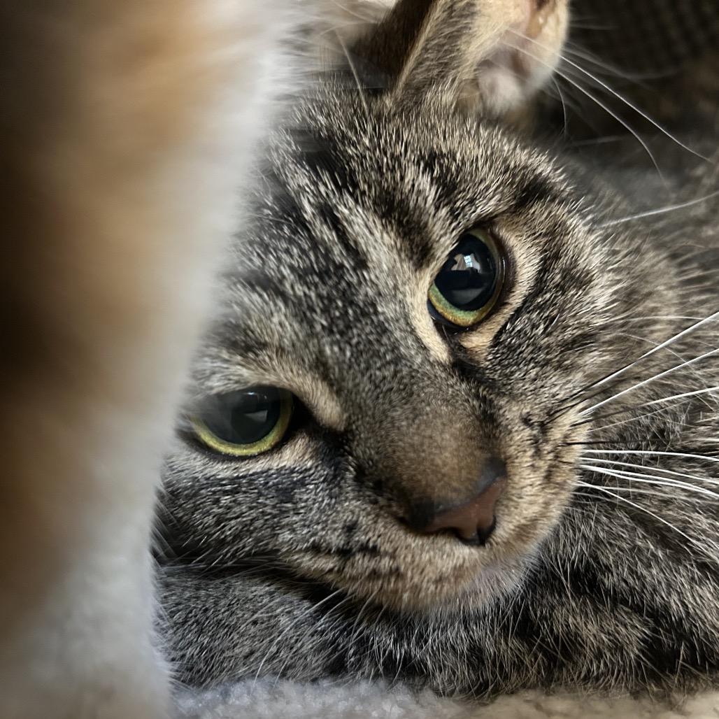 Enlarge Missy, a Adoptable Domestic Short Hair in Bedford, NH image 2/3