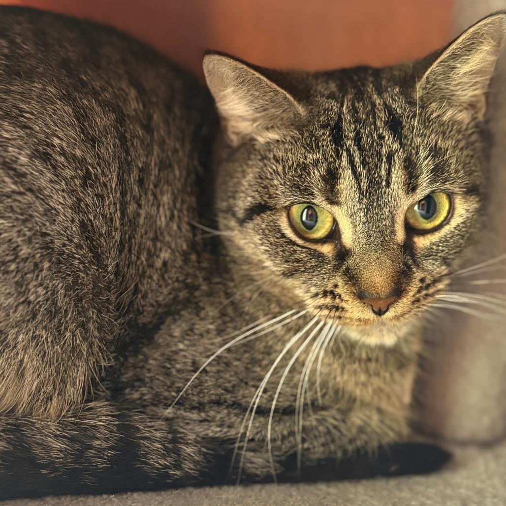 Enlarge Missy, a Adoptable Domestic Short Hair in Bedford, NH image 3/3