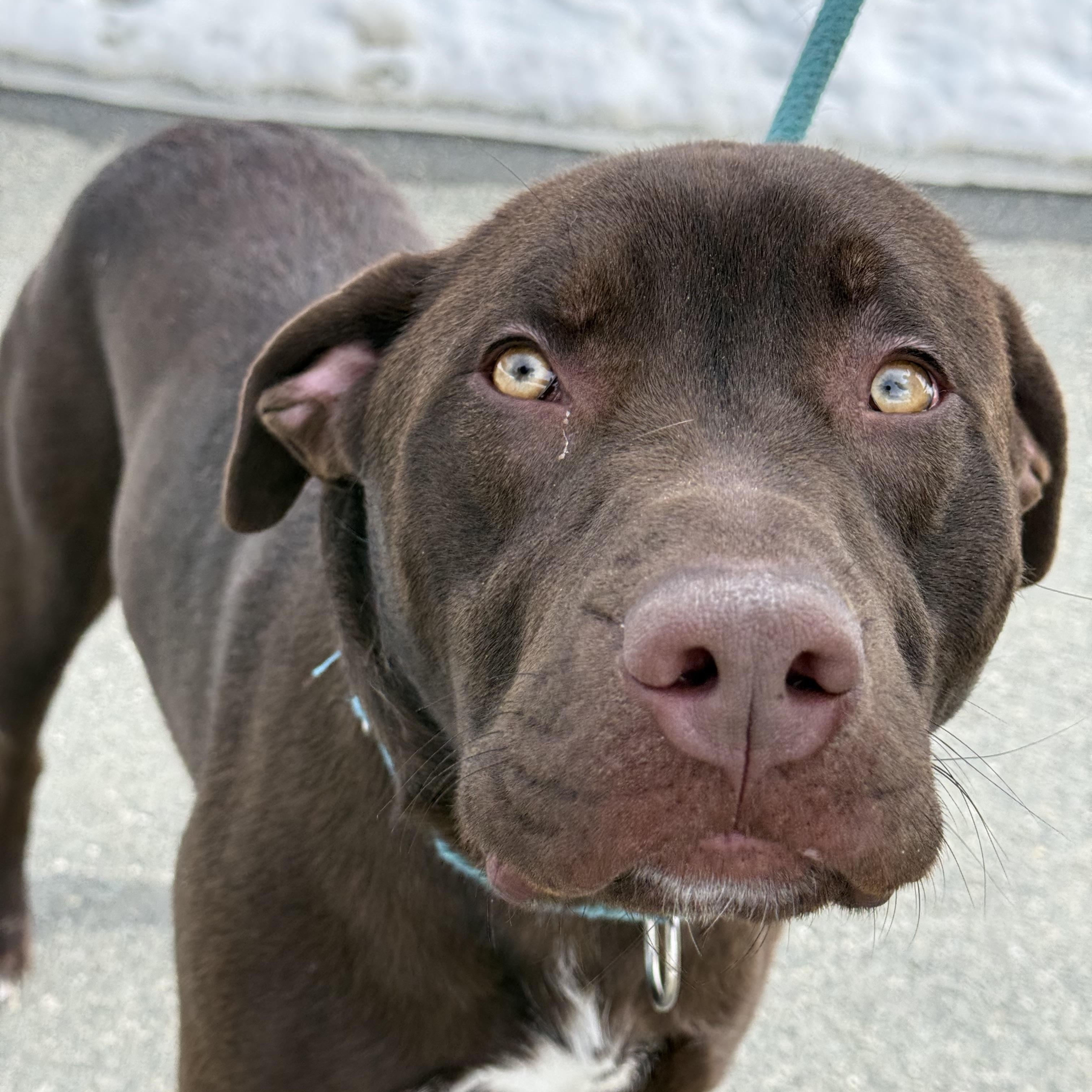 Moose, Adoptable, Adult Male Chocolate Labrador Retriever.