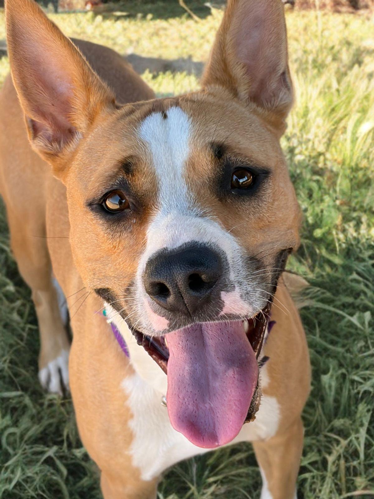 Jillian, Adoptable, Adult Female American Bulldog.