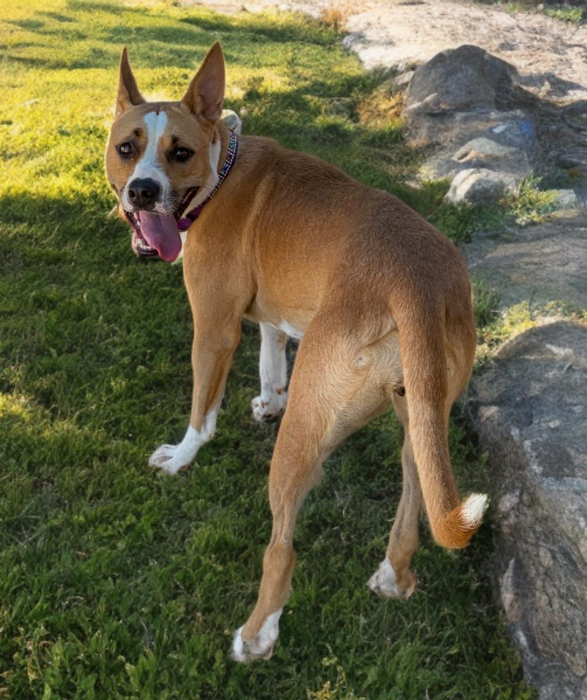 Enlarge Jillian, a Adoptable American Bulldog in Kingman, AZ image 2/3