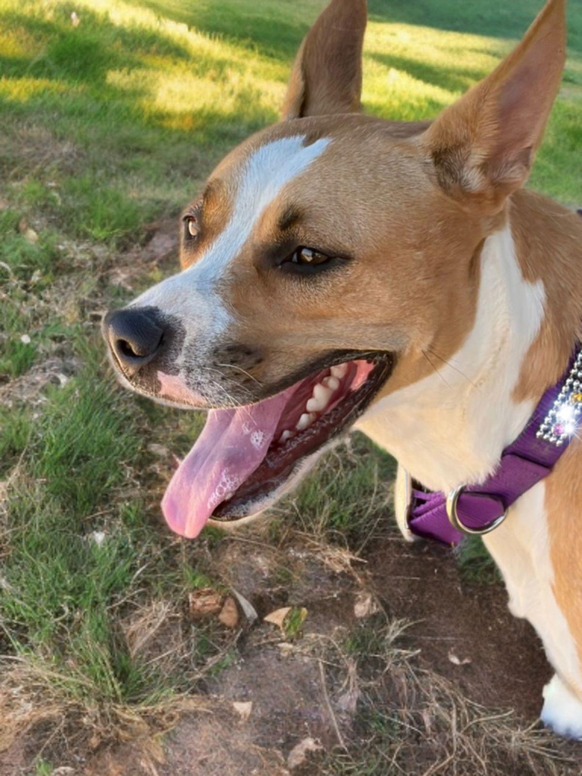 Enlarge Jillian, a Adoptable American Bulldog in Kingman, AZ image 3/3