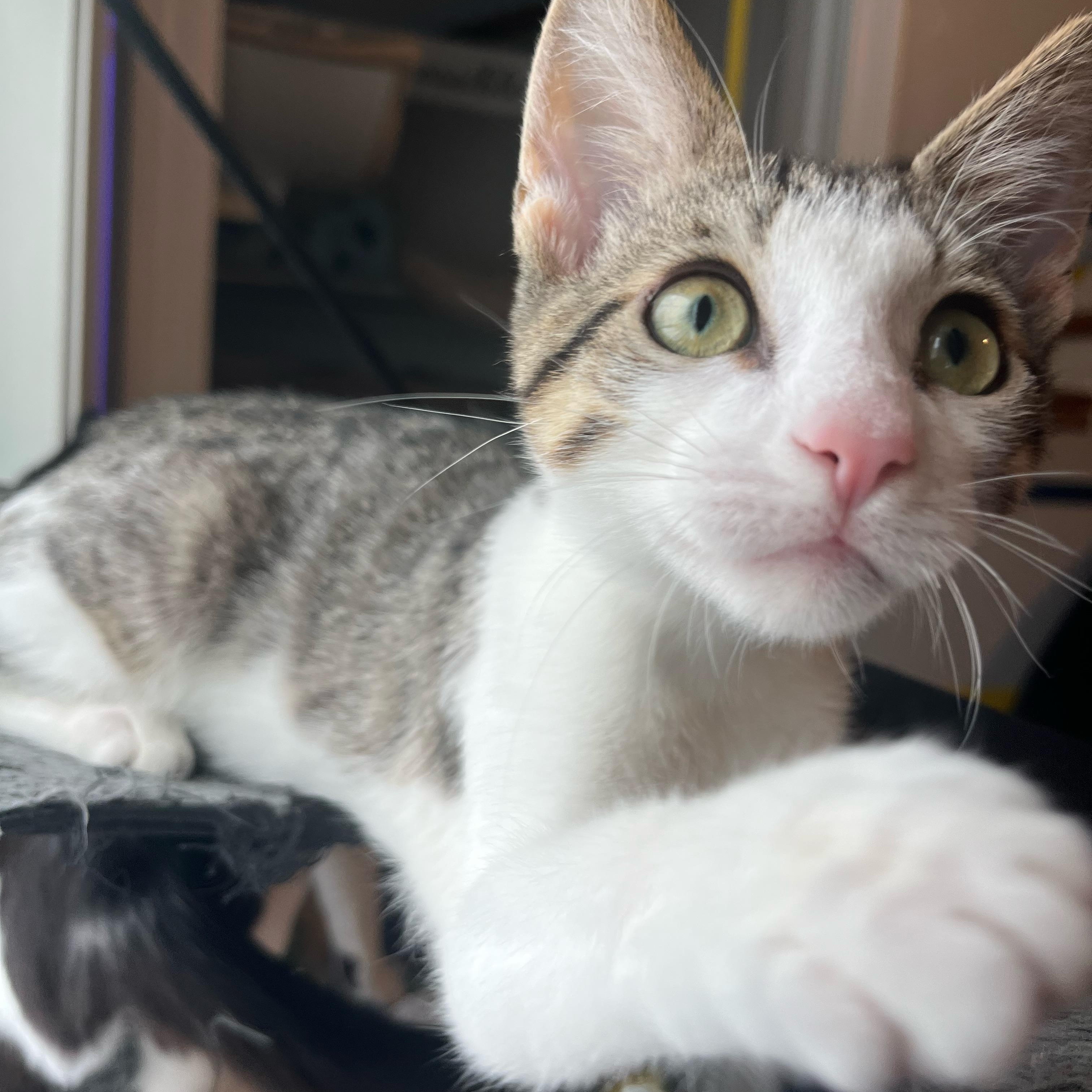 Enlarge Fate (bonded with Blaise), a ADOPTABLE Domestic Short Hair in South Lyon, MI image 1/5