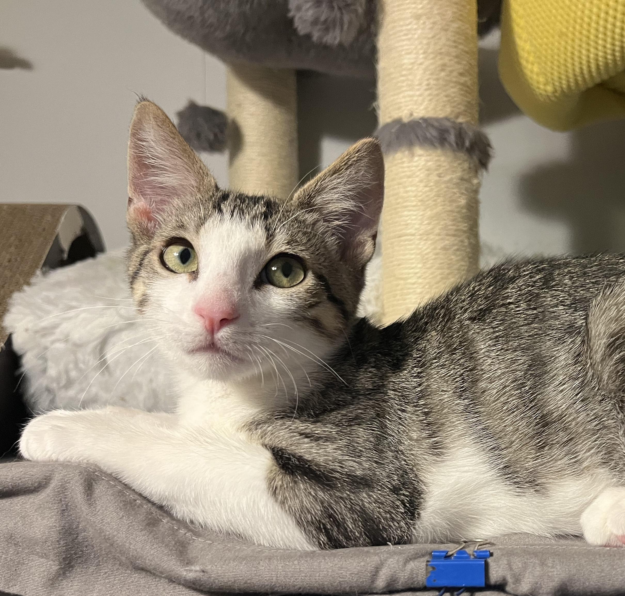 Enlarge Fate (bonded with Blaise), a ADOPTABLE Domestic Short Hair in South Lyon, MI image 5/5