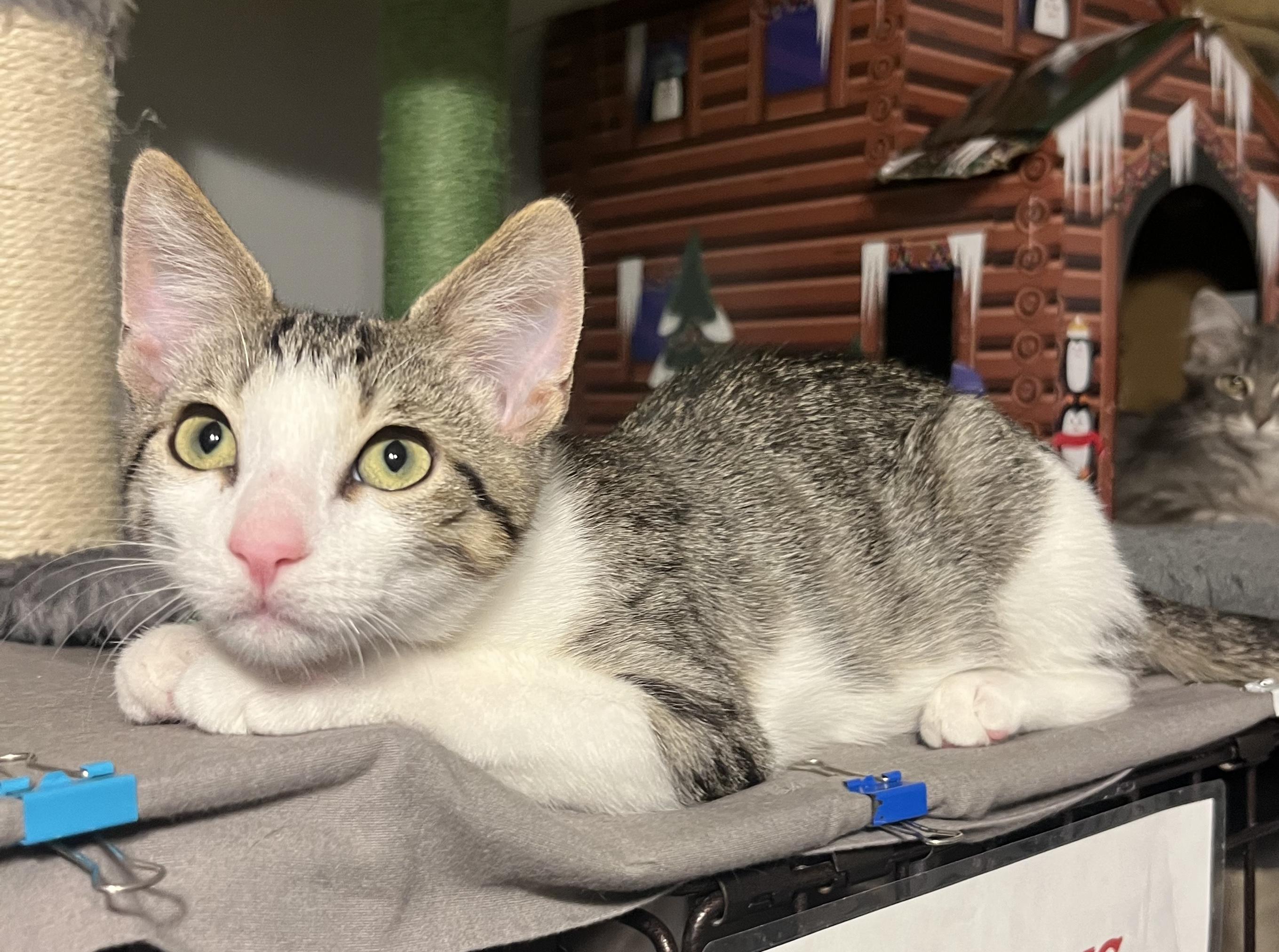 Enlarge Fate (bonded with Blaise), a ADOPTABLE Domestic Short Hair in South Lyon, MI image 4/5