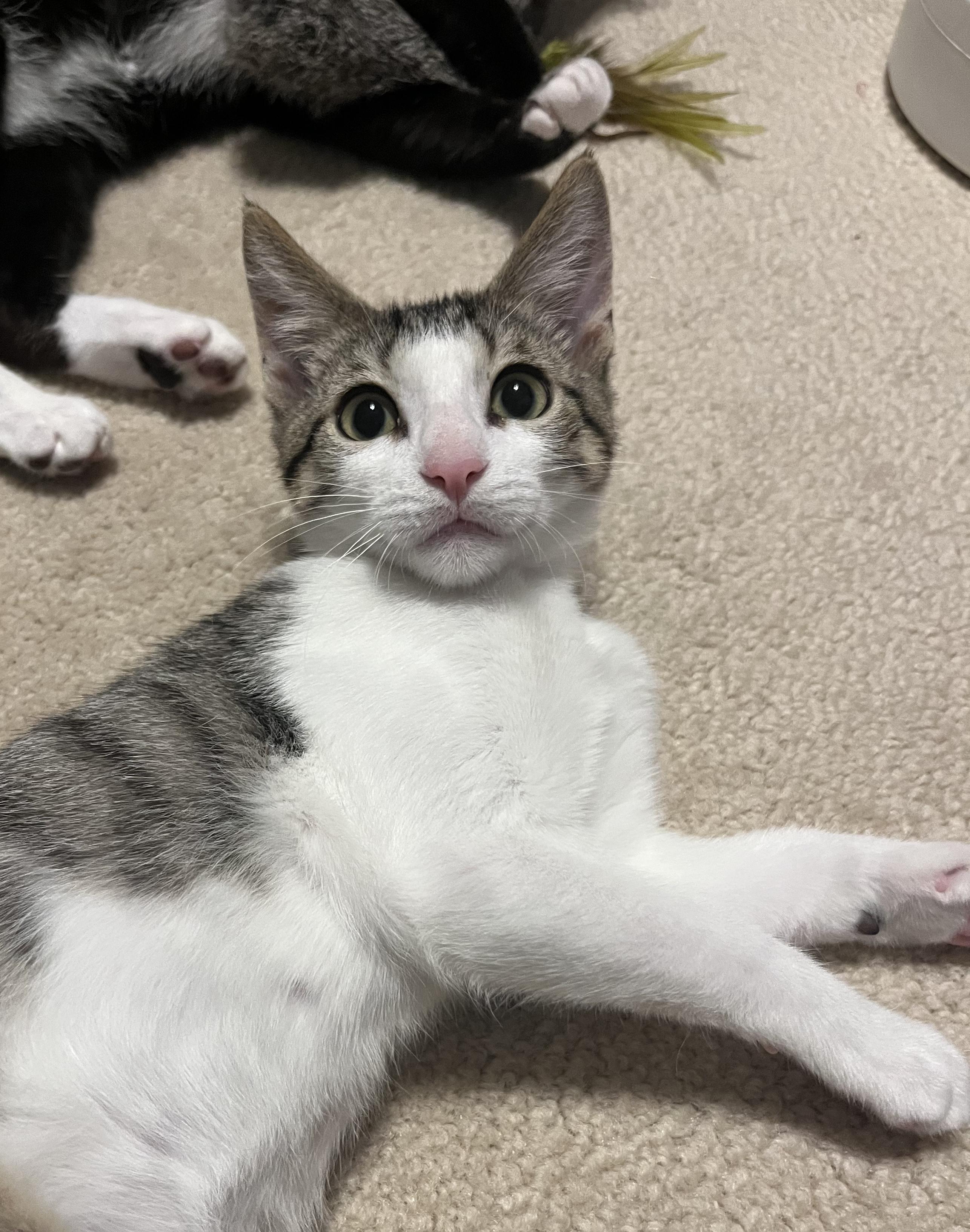 Enlarge Fate (bonded with Blaise), a ADOPTABLE Domestic Short Hair in South Lyon, MI image 2/5