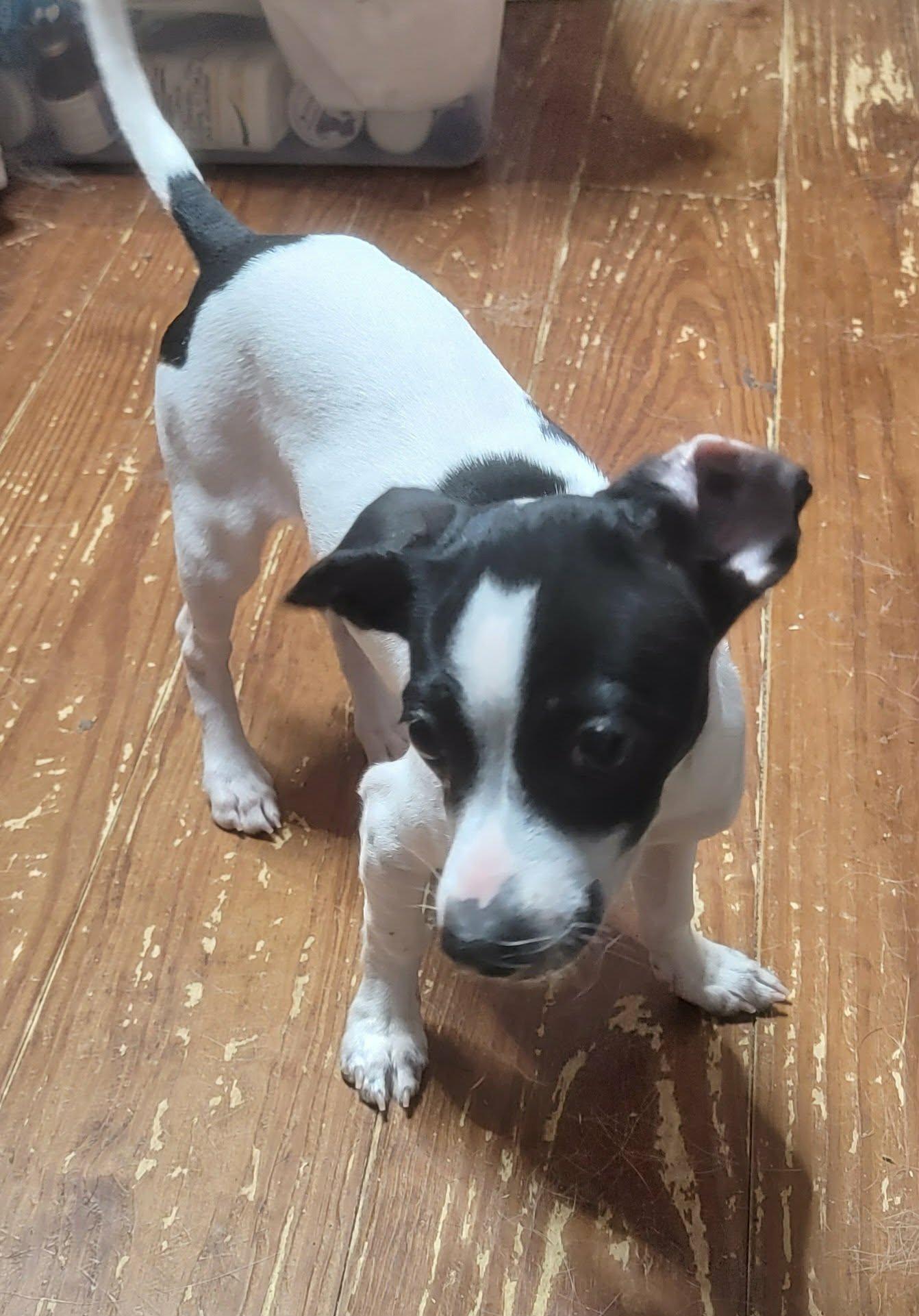 Enlarge Becky, an adopted Chiweenie in Van Alstyne, TX image 5/6