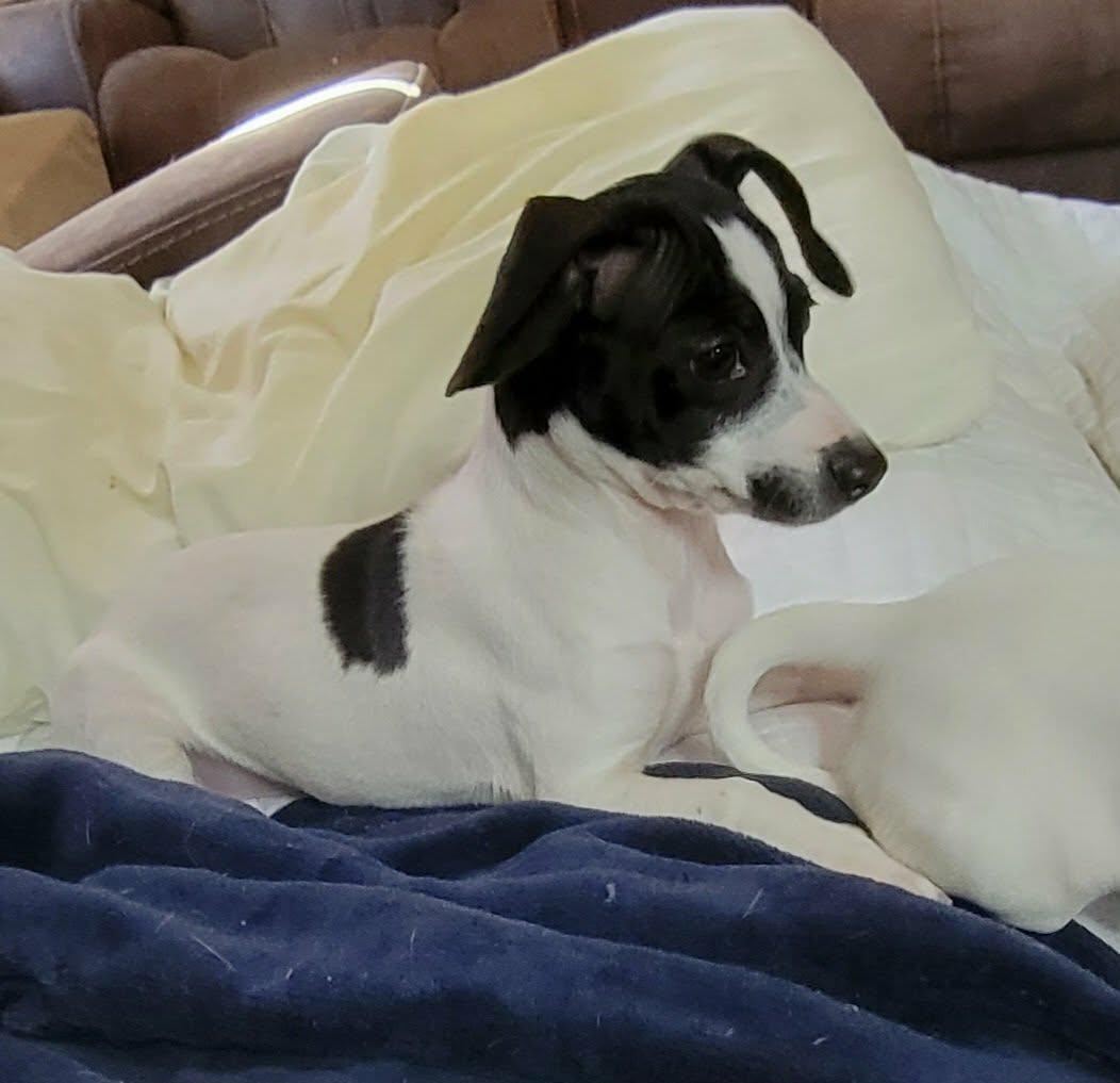 Enlarge Becky, an adopted Chiweenie in Van Alstyne, TX image 3/6