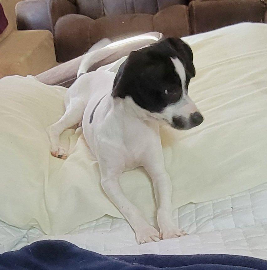 Enlarge Becky, an adopted Chiweenie in Van Alstyne, TX image 6/6