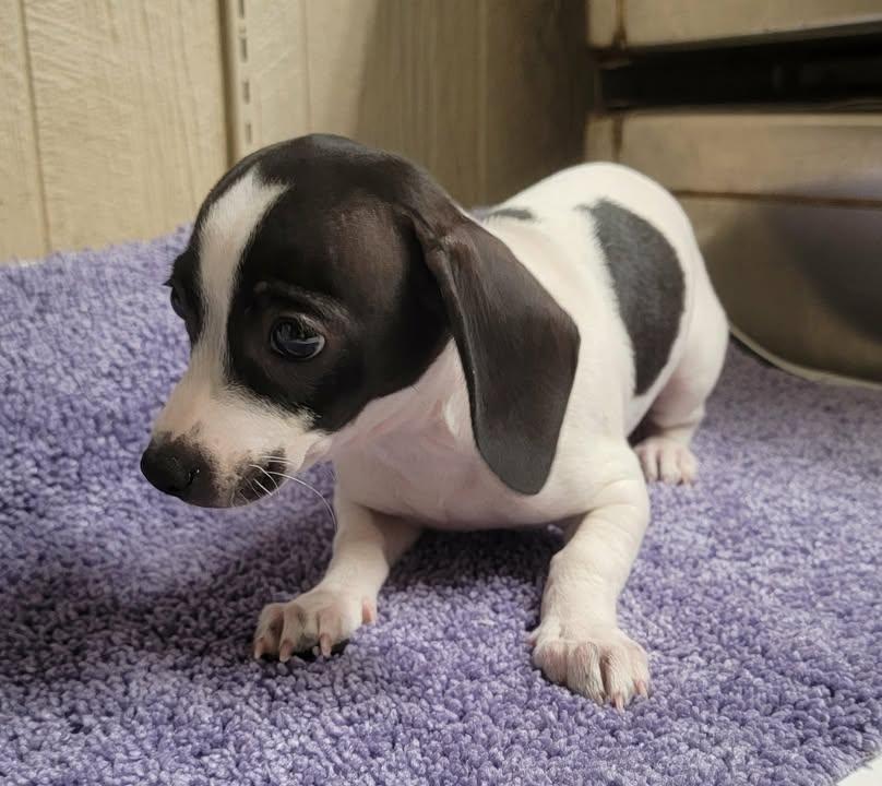 Enlarge Becky, an adopted Chiweenie in Van Alstyne, TX image 4/6