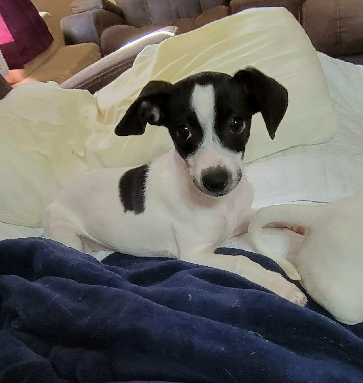 Enlarge Becky, an adopted Chiweenie in Van Alstyne, TX image 1/6