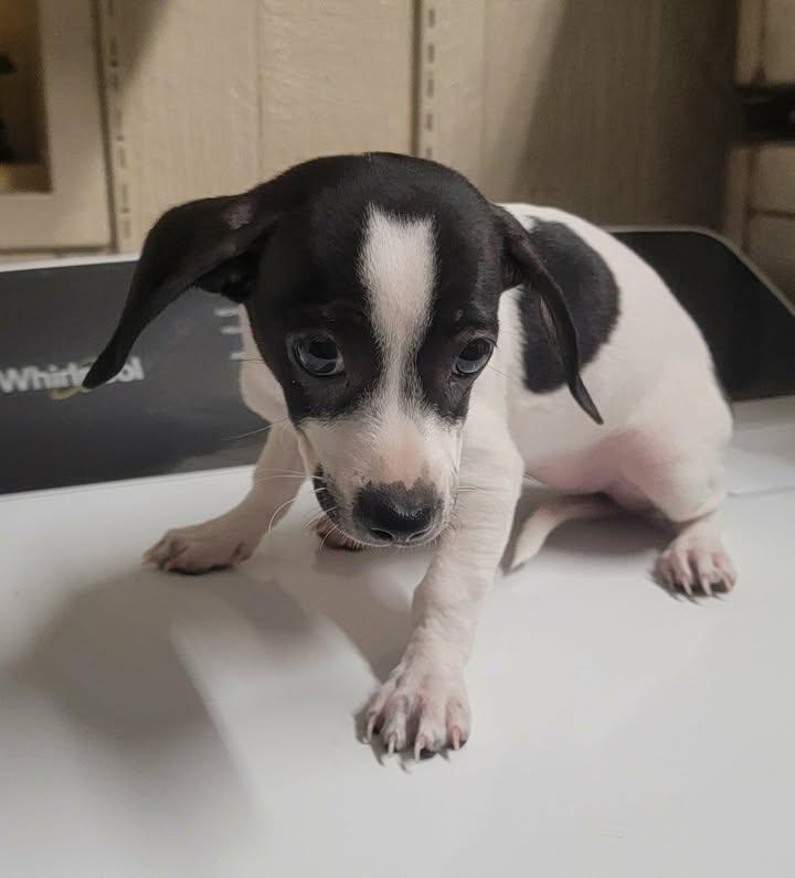 Enlarge Becky, an adopted Chiweenie in Van Alstyne, TX image 2/6