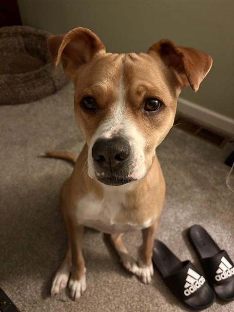 Enlarge DINO, a Adoptable mixed breed in Albuquerque, NM image 1/1