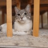 Fawn 2, Adult Female Domestic Short Hair