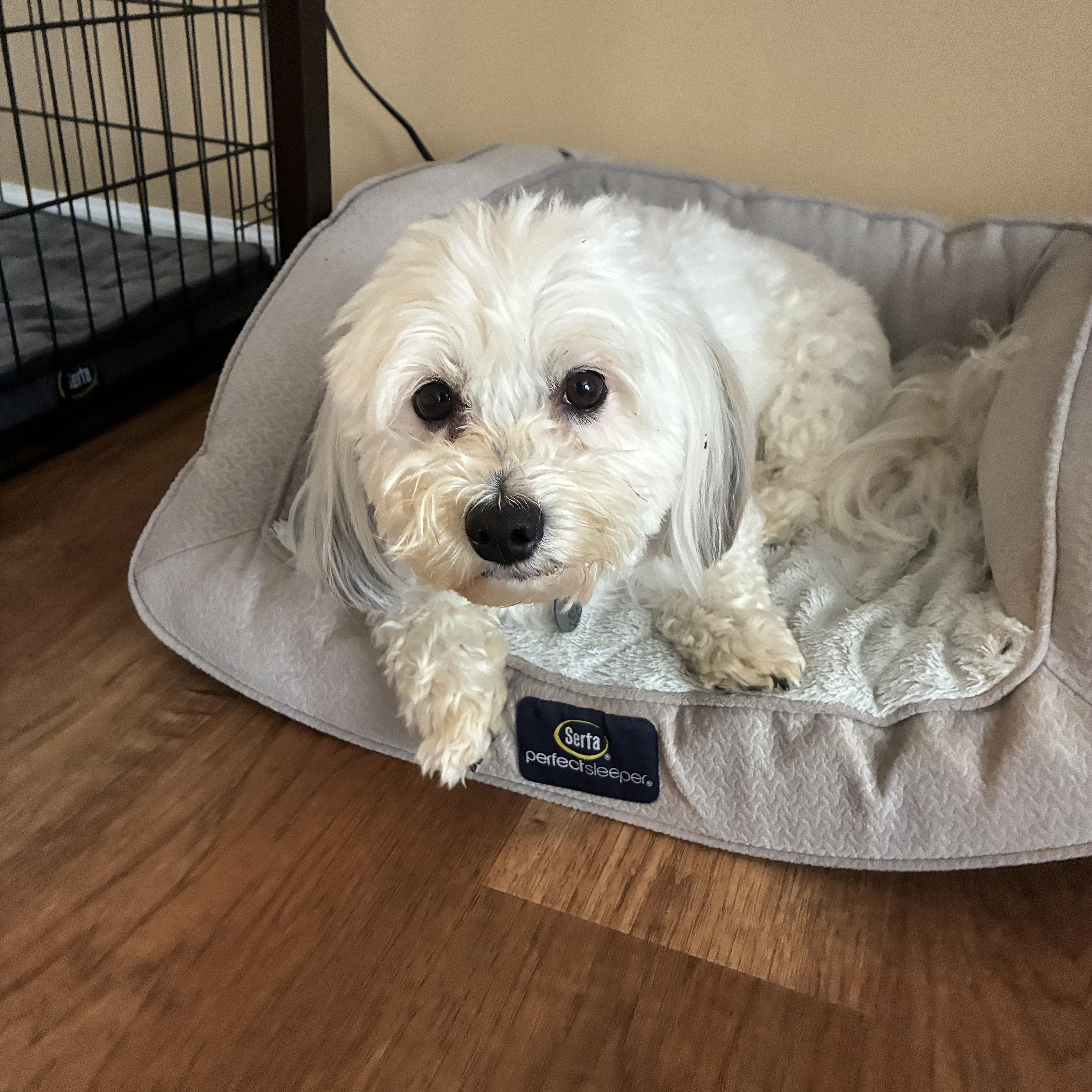 Enlarge Sully, an adopted Havanese in Concord, NC image 2/3
