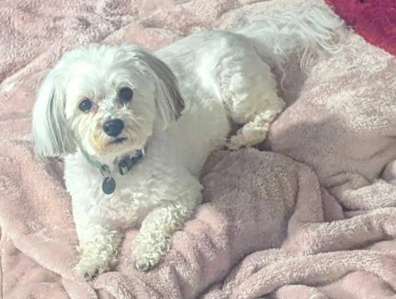 Enlarge Sully, an adopted Havanese in Concord, NC image 1/3