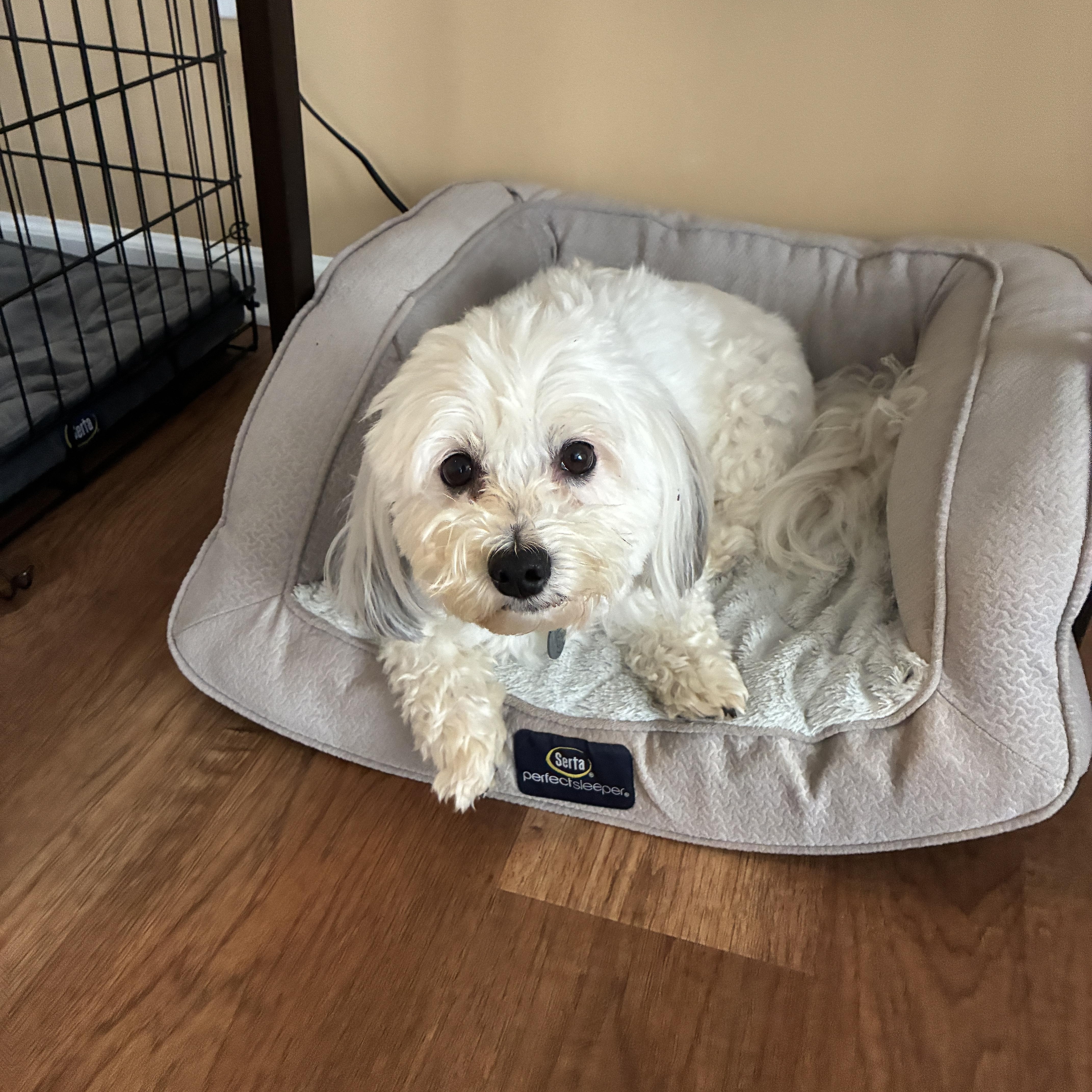 Enlarge Sully, an adopted Havanese in Concord, NC image 3/3