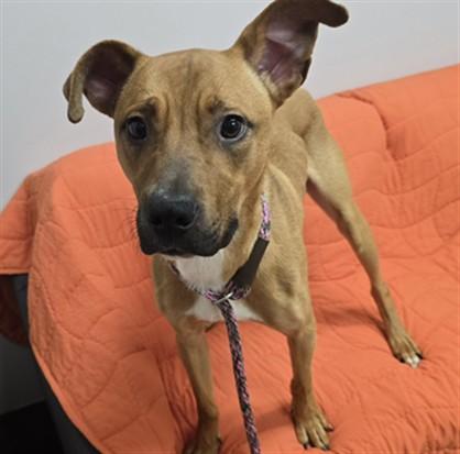 DECKER, Adoptable, Young Male Pit Bull Terrier & Mixed Breed.