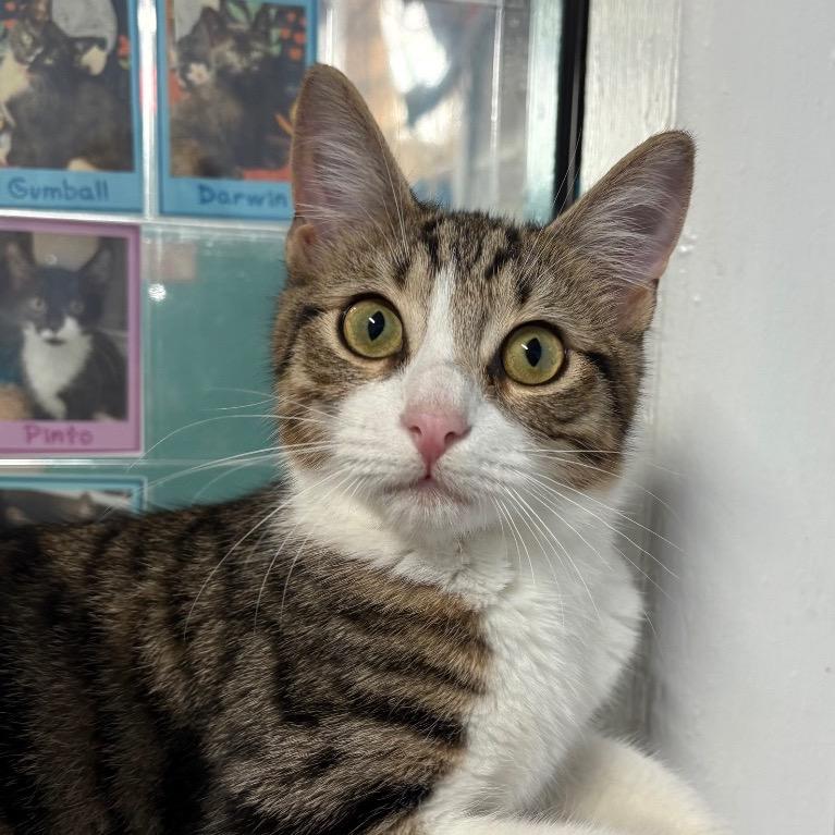 Jeffrey, Adoptable, Young Male Domestic Short Hair.