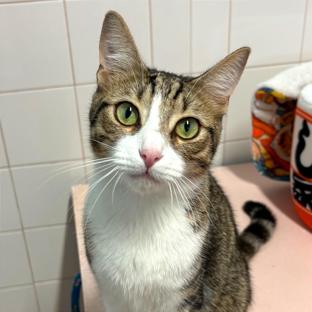 Enlarge Jeffrey, a Adoptable Domestic Short Hair in Fort Lauderdale, FL image 2/5