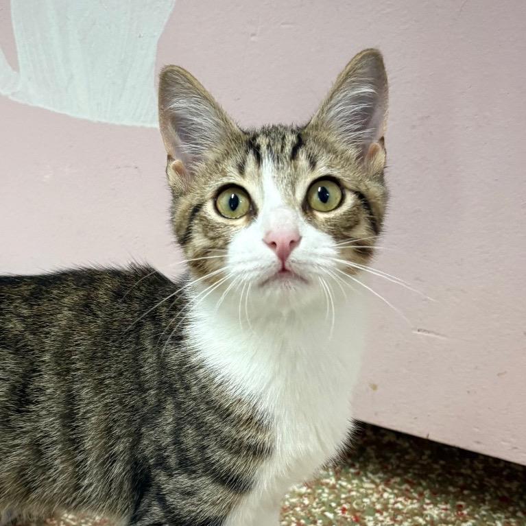 Enlarge Jeffrey, a Adoptable Domestic Short Hair in Fort Lauderdale, FL image 3/5