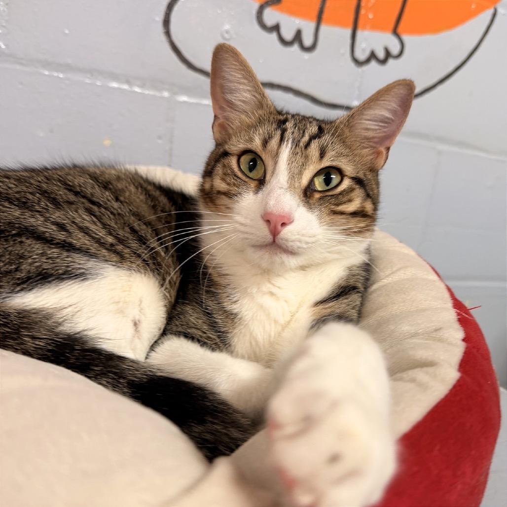 Enlarge Jeffrey, a Adoptable Domestic Short Hair in Fort Lauderdale, FL image 4/5
