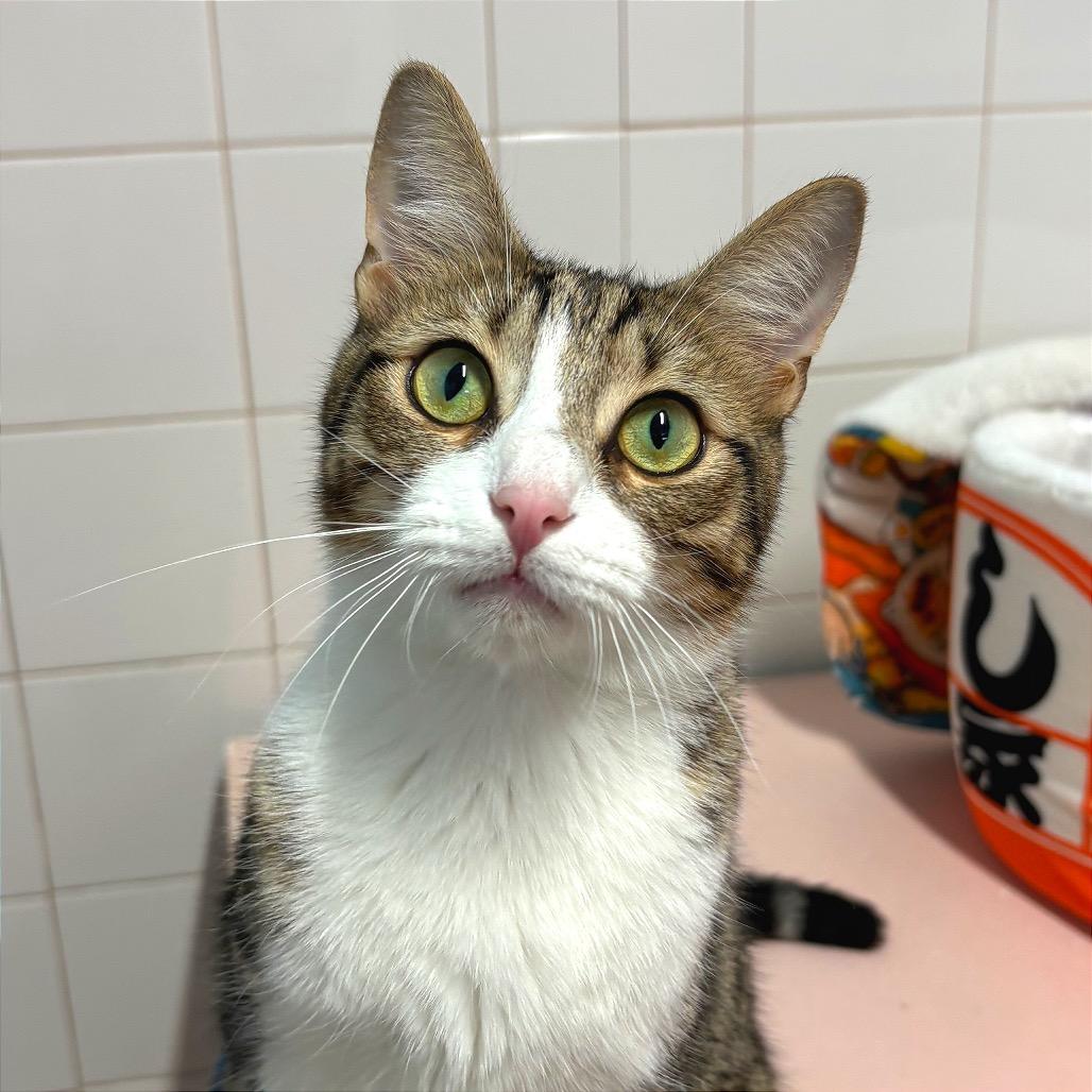Enlarge Jeffrey, a Adoptable Domestic Short Hair in Fort Lauderdale, FL image 5/5
