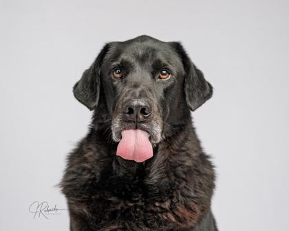 Zeus, an adopted mixed breed in Inverness, FL image 3/4