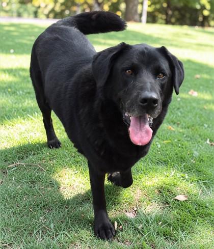 Zeus, an adopted mixed breed in Inverness, FL image 4/4