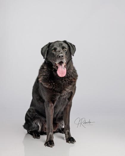 Zeus, an adopted mixed breed in Inverness, FL image 2/4