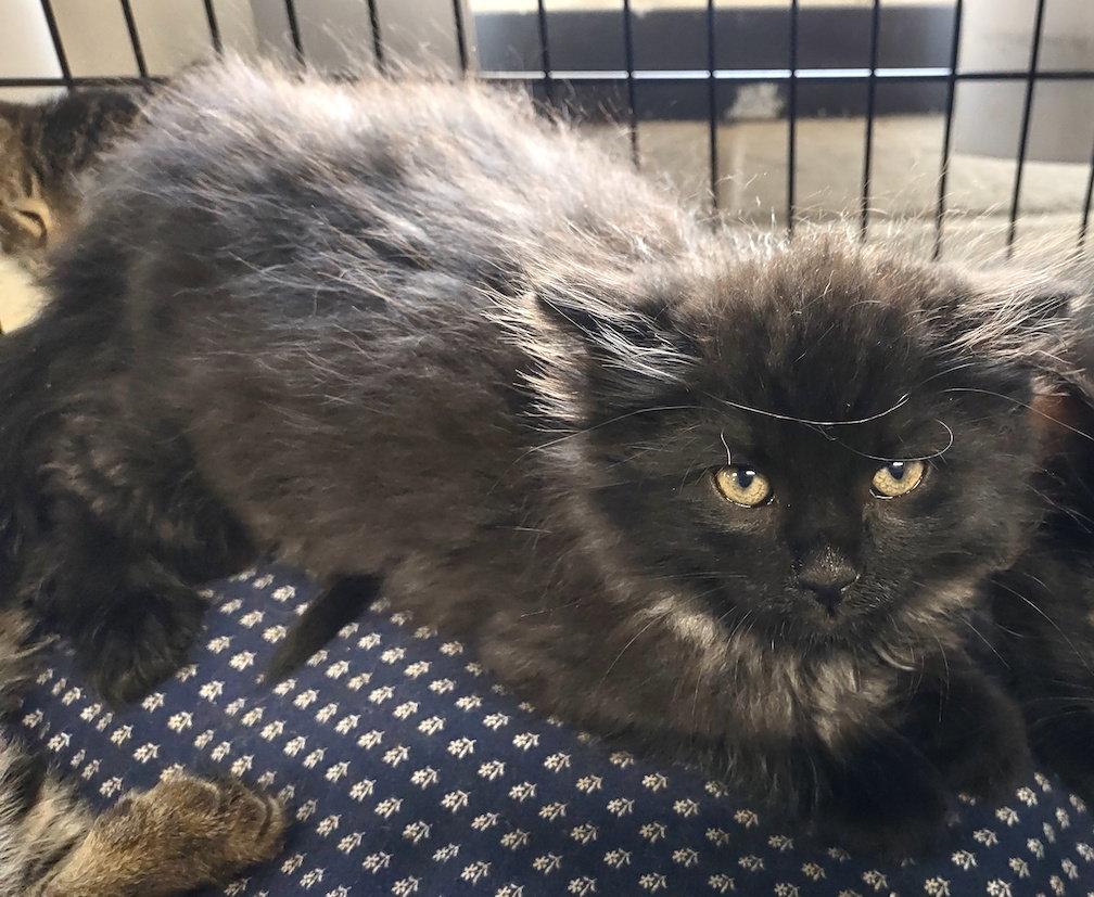 Enlarge Bear, a Adopted Domestic Medium Hair in Albemarle, NC image 1/2