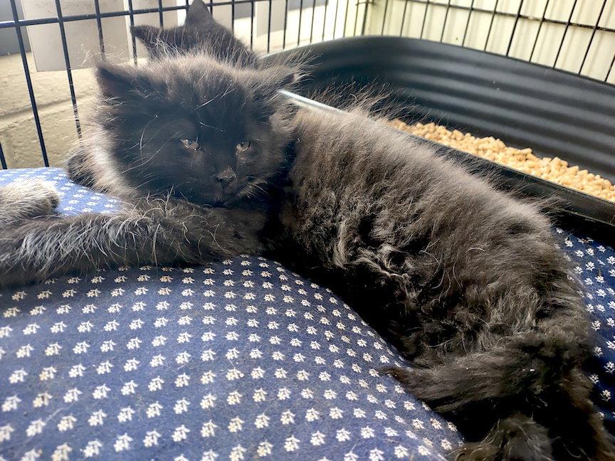 Enlarge Bear, a Adopted Domestic Medium Hair in Albemarle, NC image 2/2