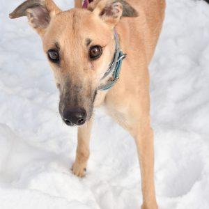 Enlarge WAFFLHOUSESUNRSE, a Adoptable Greyhound in grandville, MI image 1/1