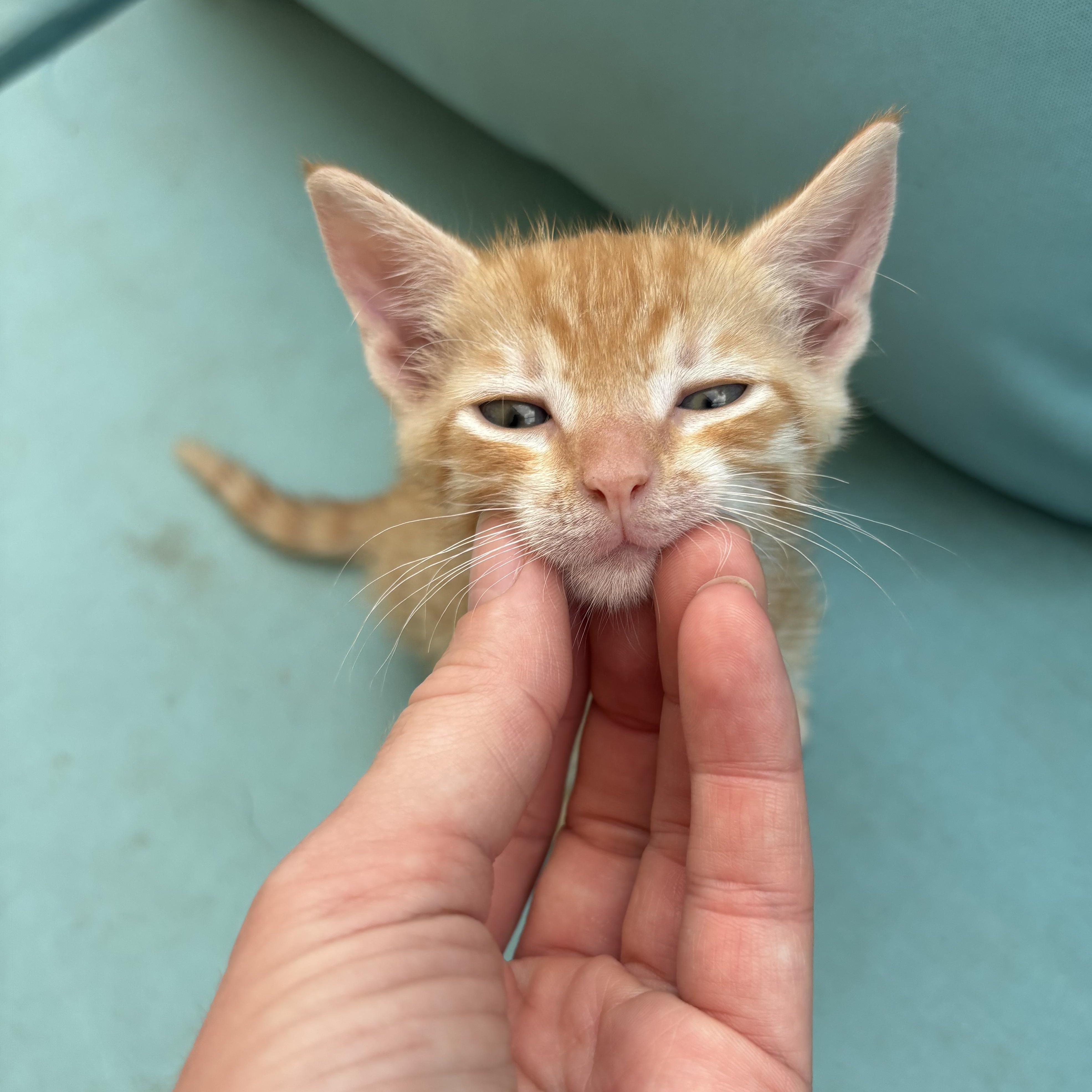 Yang, an adoptable Domestic Short Hair in Ewa Beach, HI, 96706 | Photo Image 2