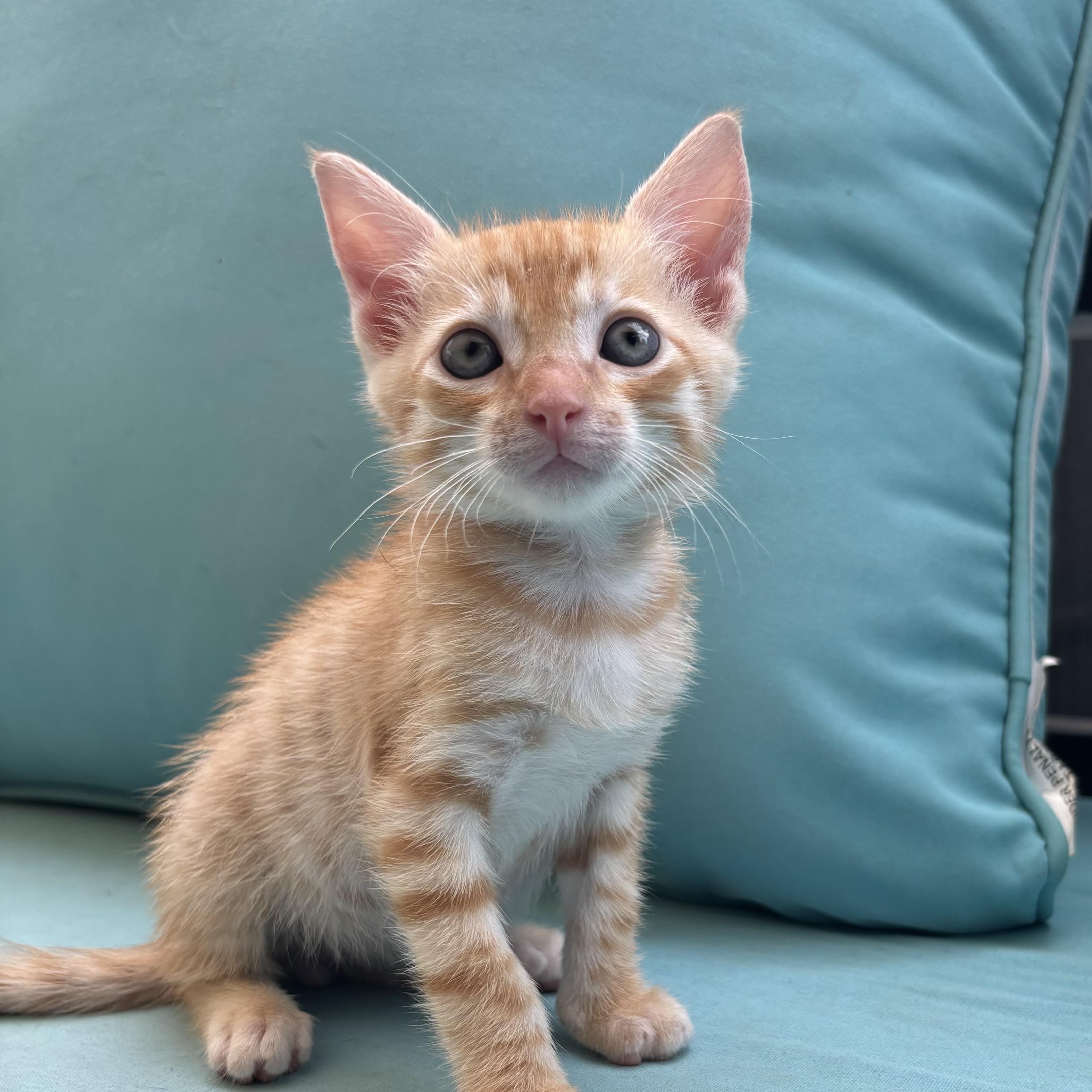 Yang, an adoptable Domestic Short Hair in Ewa Beach, HI, 96706 | Photo Image 1