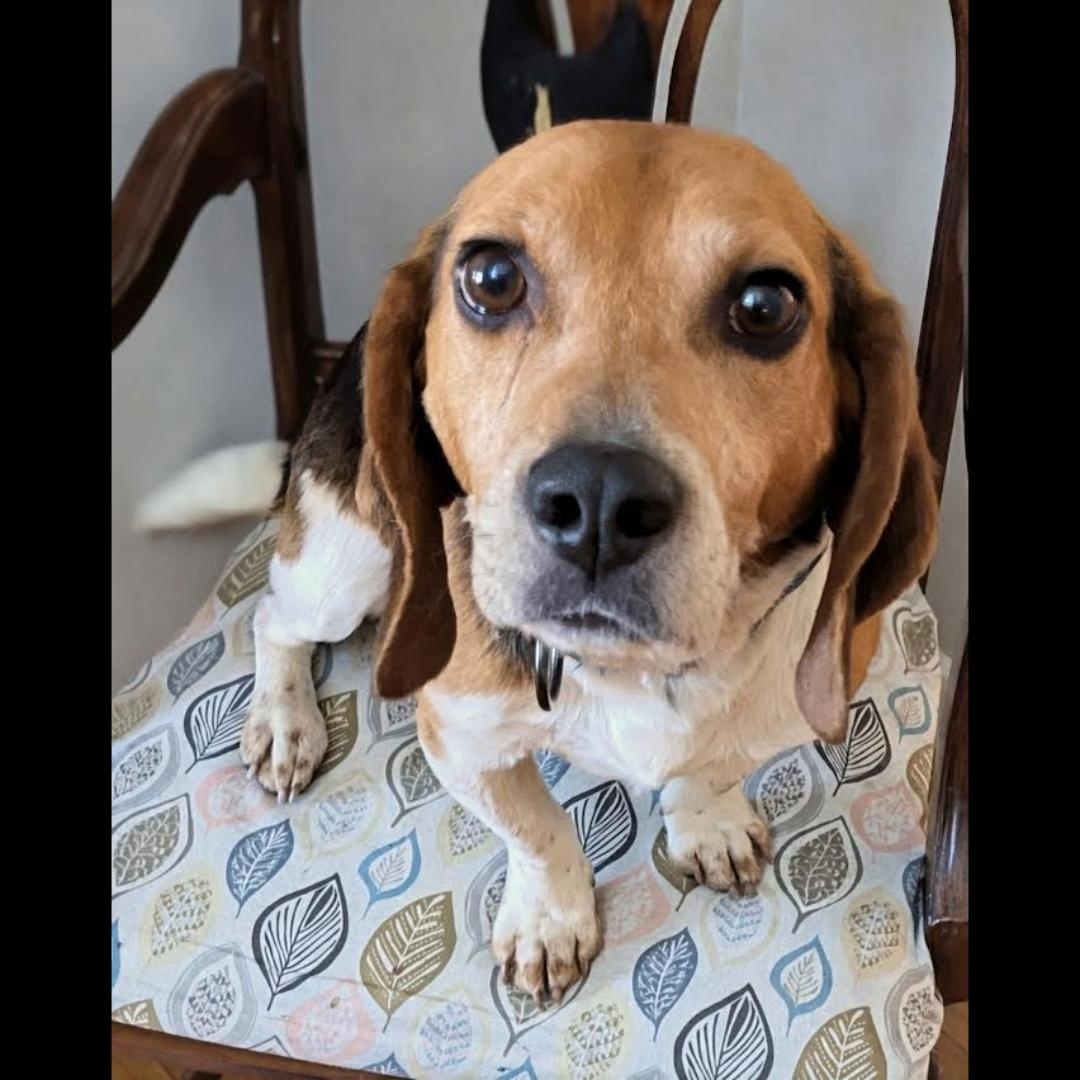 Enlarge Jimmy Carter, a ADOPTABLE Beagle in Midlothian, VA image 6/6