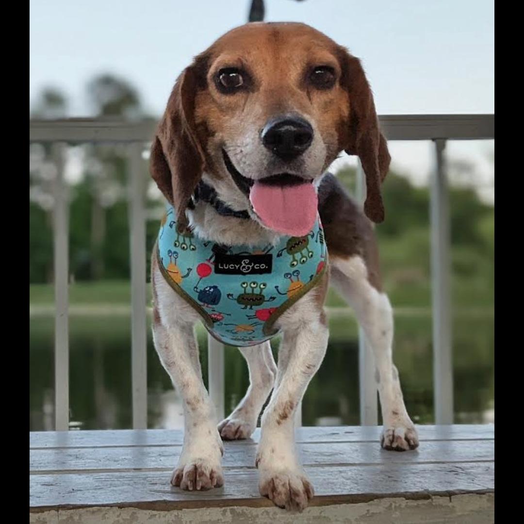 Enlarge Jimmy Carter, a ADOPTABLE Beagle in Midlothian, VA image 3/6